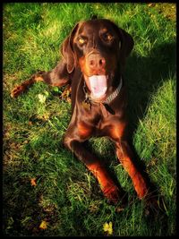 Dog lying on grassy field