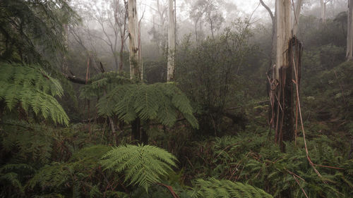 Plants and trees in forest