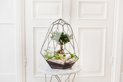 Potted plant on table at home