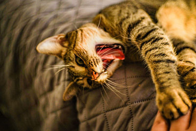 High angle view of tabby kitten