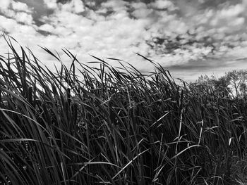 Close-up of grass on field against sky