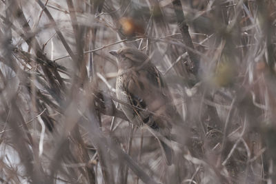 Full frame shot of dry plants on field