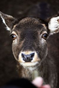 Close-up portrait of deer