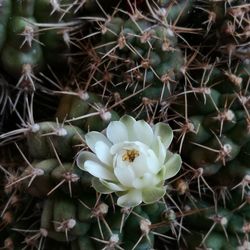 Close-up of succulent plant