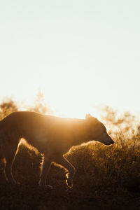 Silhouette of dog walking at sunset.