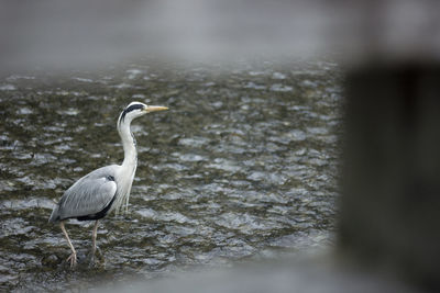 High angle view of gray heron