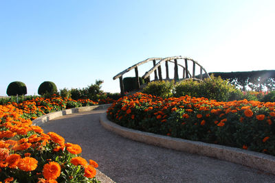 Flower plants against clear sky