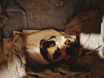 Dog sleeping