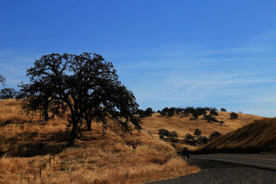 Trees on landscape against blue sky