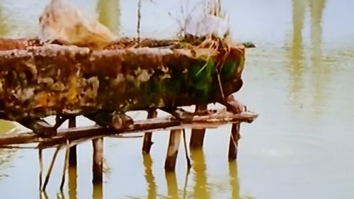 Close-up of crab on lake