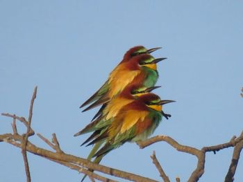 Low angle view of bird perching on branch against blue sky