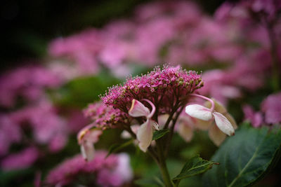 Close-up of pink flowering plant