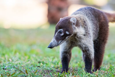 Close-up of an animal