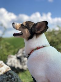 Close-up of a dog looking away