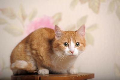 Portrait of kitten on a cat