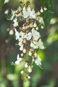 Close-up of flowers on fuchsia tree
