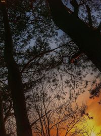 Low angle view of bare trees against sky