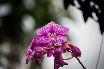 Close-up of pink flowering plant