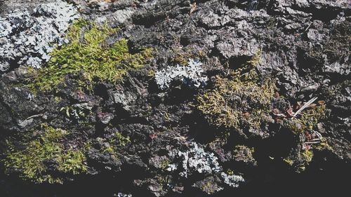 Low angle view of trees