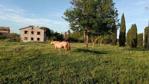 Horses in a field