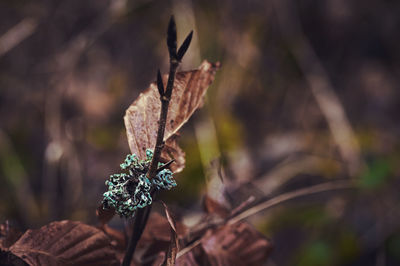 nature