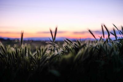 Plants growing on field