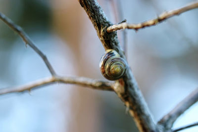 Close-up of dead plant on branch