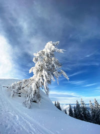 Snow covered tree against sky