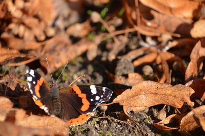 Close-up of butterfly on dry leaf