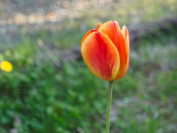 Close-up of flowers blooming in field