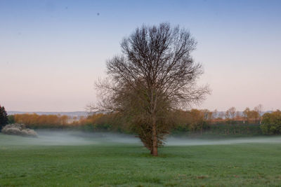 Bare tree on field against clear sky