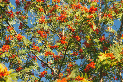 Low angle view of orange tree