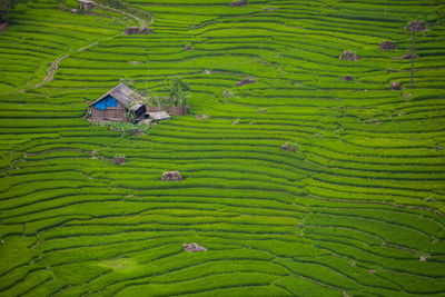 Scenic view of agricultural field