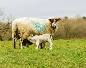 Lamb drinking mothers milk in pasture