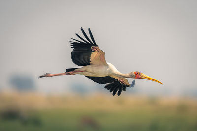 Bird flying against clear sky