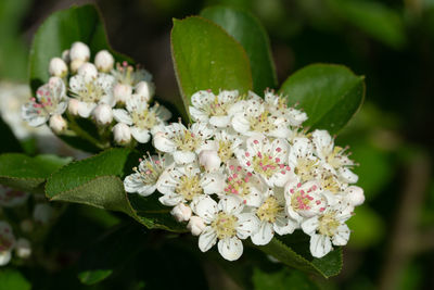 Black chokeberry, aronia melanocarpa