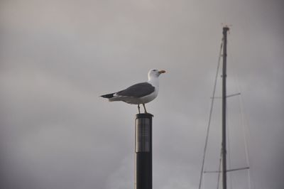 Seagull perching on pole against sky