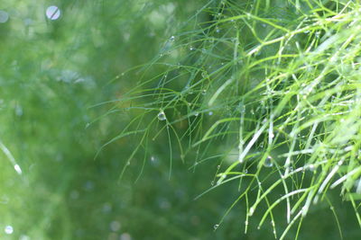 Close-up of wet plants