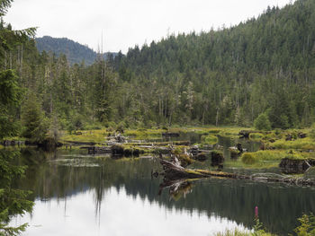 Reflection of trees in lake