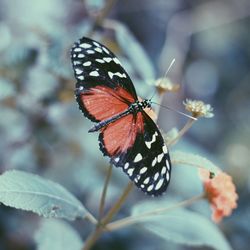 Butterfly on flower