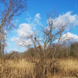 Bare trees on field against sky