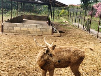 Deer in a farm