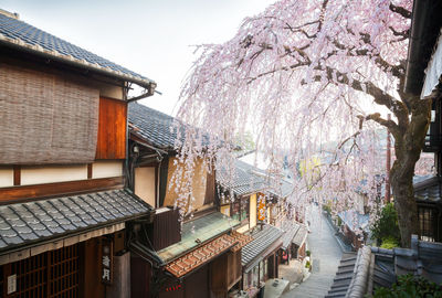 Traditional wooden houses and cherry trees in full bloom in sannenzaka street in kyoto, japan