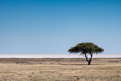 Tree on field against clear blue sky