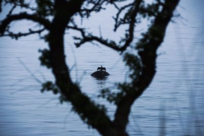 Silhouette bird on a lake