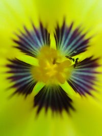 Macro shot of yellow flower head