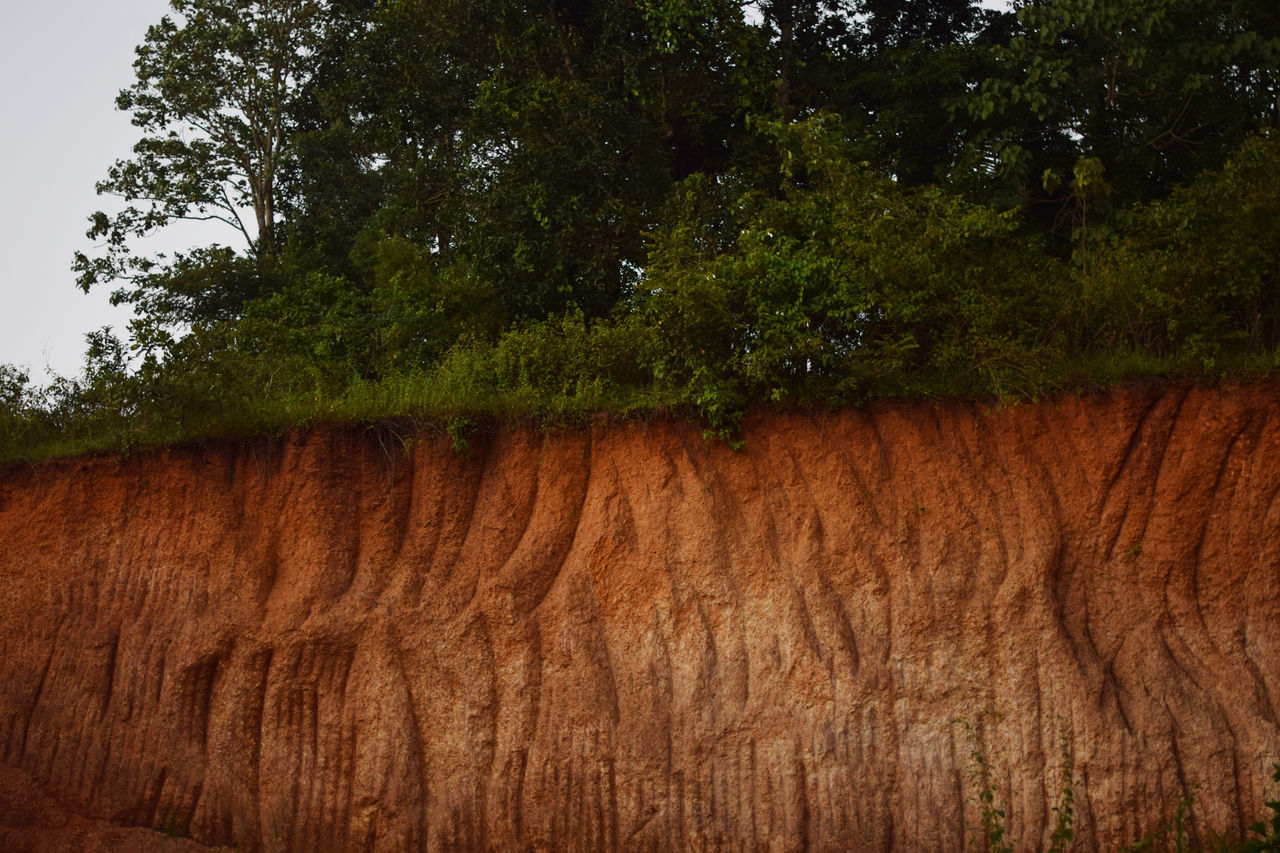 WOODEN POLES IN FARM AGAINST TREES