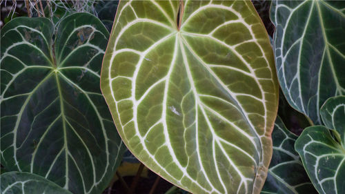 Close-up of succulent plant growing outdoors