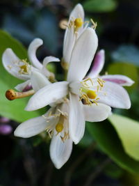 Close-up of white flower