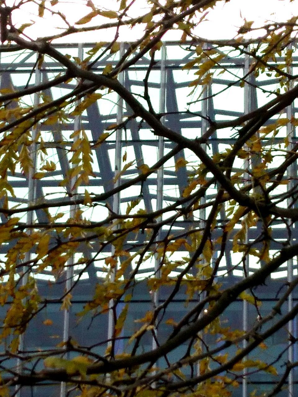 FULL FRAME SHOT OF PLANTS AGAINST SKY